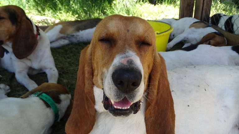Sommes-nous vraiment à la hauteur de nos chiens ?
