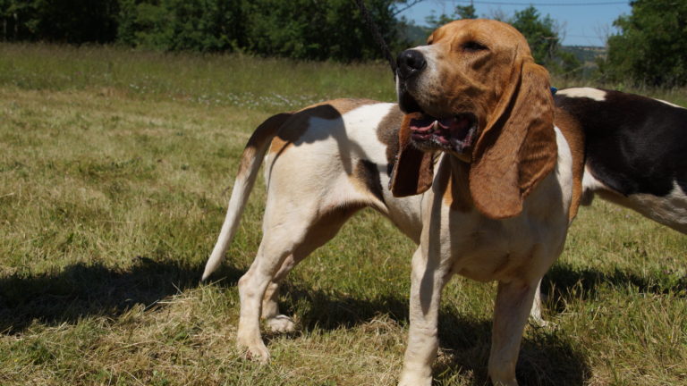 Sommes-nous vraiment à la hauteur de nos chiens ?